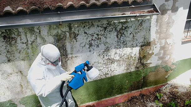 Top rated local Mold Remediation specialists in Federal Way, WA